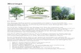 Moringa - Die Vitaminreichste Pflanze Der Erde