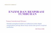 ENZIM & RESPIRASI TUMBUHAN
