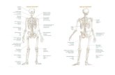 tablice anatomiczne