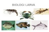 Biologi Larva