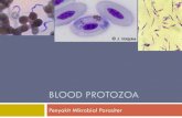 Blood Protozoa