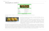 Mangifera indica (Mango).pdf