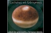 Cours-Medecine Info-Histologie-L Information Genetique Chez Les Eucaryotes