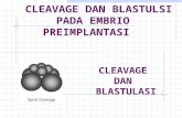 Cleavage Dan Blastulasi-09