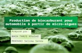 Production de biocarburant à partir des micro-algues