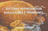 Sistema Reprodutor Masculino e Feminino