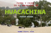 Flora y Fauna en Huacachina