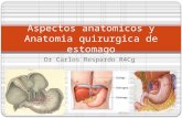 Aspectos Anatomicos y Anatomia Quirurgica de Estomago
