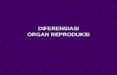 11. Diferensiasi Organ Reproduksi