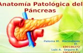 Pancreas Patologica
