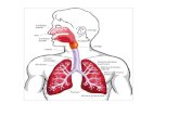 Intubatia orotraheala IOT