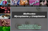 Mycoplasma y Ureaplasma 2013