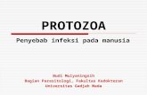2. Protozoa usus.ppt