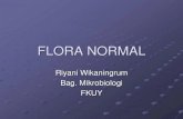 Flora Normal - Rw