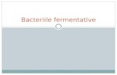 Bacteriile fermentative