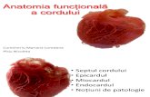 Anatomia Functionala- Cord