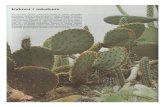 Kaktusi i Sukulenti