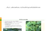 Uborka betegségek, növényvédelme