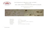 Informe Final Plancton - Ecologia Acuatica (Mayra Ayala Septimo Rnr)