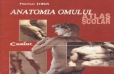 Atlas Scolar - Anatomia Omului (Corint)