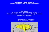 Penatalaksanaan Meningitis Encephalitis Prof Sunartini 2