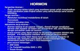 Hormon - Mp4