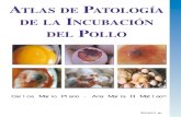 Atlas de patologías de la incubacion del pollo - Carlos M. Plano - Ana M. Di Matteo