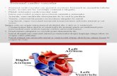 Curs 7,8 Cardio Circulator