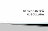 Biomecanica musculara