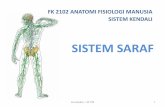 anatomi dan fisiologi sistem syaraf manusia