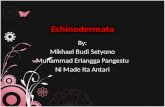 Materi Echinodermata