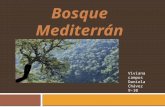 bosque mediterraneo