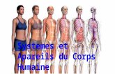 Cuerps humain