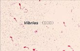 11 vibrios