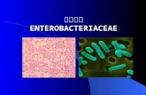10 enterobacteriaceae