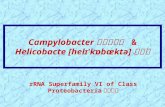 12 campylobacter helicobacter