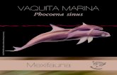Vaquita marina (Phocoena sinus)