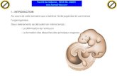 Embryo Sem4