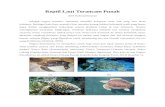 Reptil laut (Penyu laut)