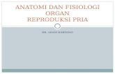 Anatomi Dan Fisiologi Reproduksi Pria