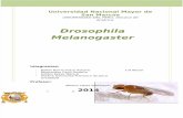 Drosophila Monografía