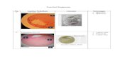 Laporan Sementara Perkembangan Embrio Katak