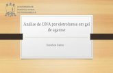 Análise de DNA Por Eletroforese Em Gel De