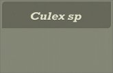 Culex Sp Kelompok 1