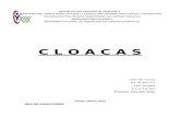 Trabajo de Cloacas...