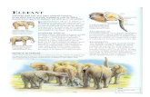 Elefant Ul