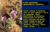 Morfologia Externa Das Plantas Espermatófitas (4)