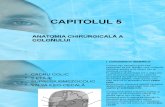 CAPITOLUL 5