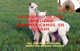 Los Camelidos Sudamericanos en Ancash