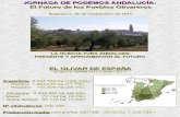 El futuro de los pueblos olivareros. La oleicultura andaluza: presente y aproximación de futuro.